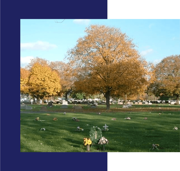 A field with trees and flowers in the background.