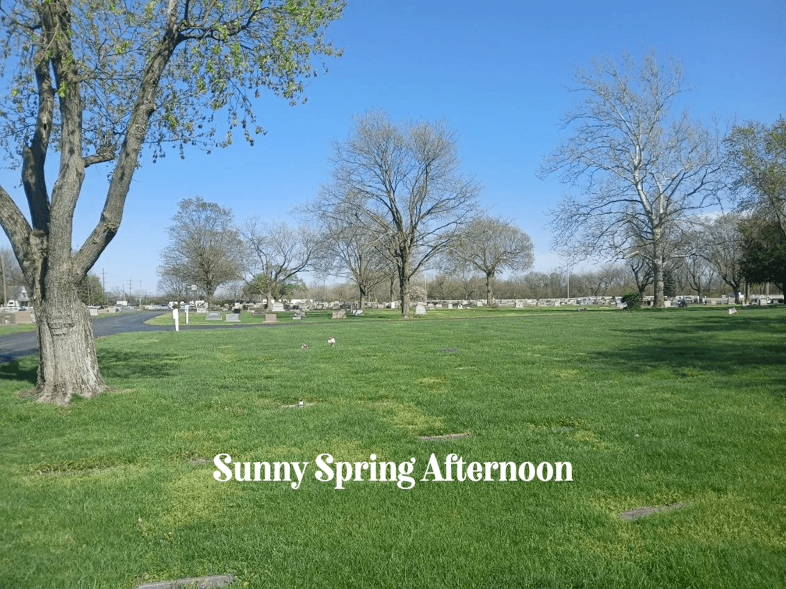 A grassy field with trees and some people in it